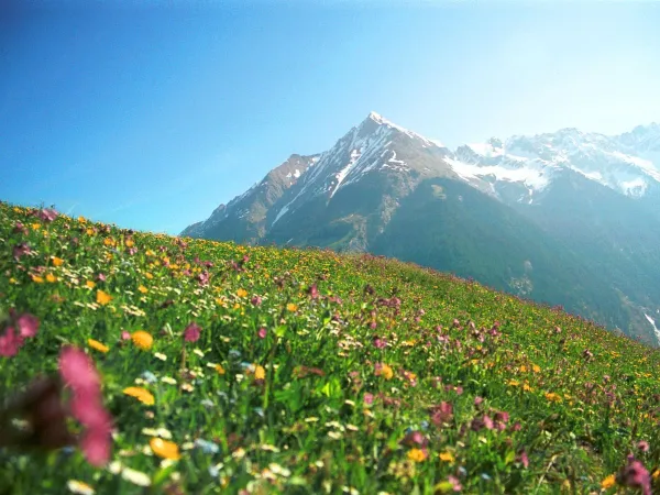 Farbenfrohe Umgebung bei Roan camping Bella Austria.