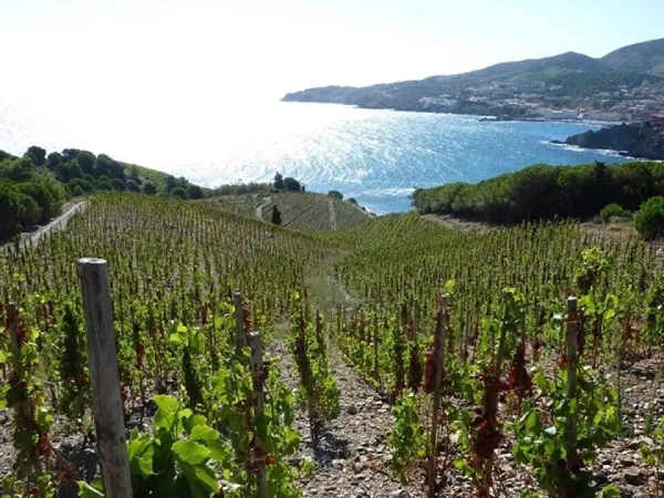 Weinberge in der Nähe von Roan camping La Sardane.