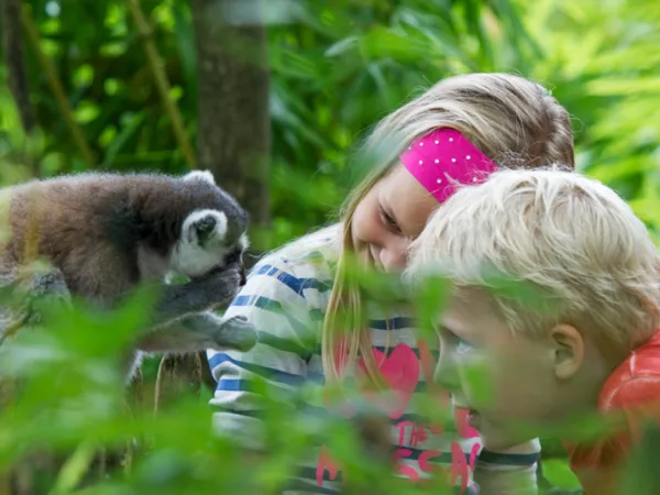 Affenbeobachtung in Apenheul in der Nähe von Roan Camping Ackersate.