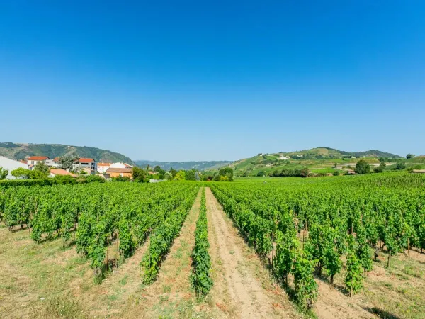 Feld mit Weinreben in der Nähe des Roan-Campingplatzes La Grand'Terre.