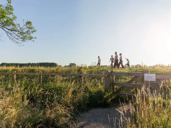 Spaziergang zwischen den streunenden Schafen auf dem Roan-Campingplatz der Two Bridges.