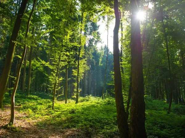 Die schönen Wälder in der Nähe von Roan Camping Le Lac des Vieilles Forges.