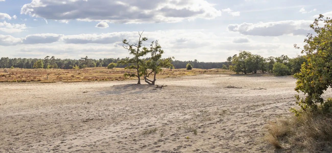 Campingplatz bei Loonse und Drunense Dünen buchen