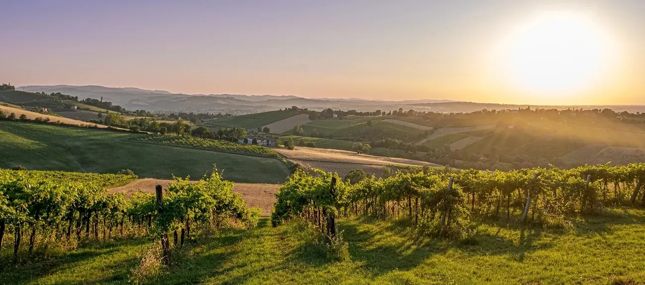 Sonnenuntergang zwischen Weinreben nahe Roan-Campingplätzen in der Emilia-Romagna.