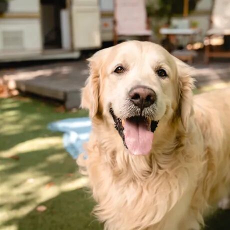 Buchen Sie jetzt Ihren Last-Minute-Urlaub mit Hund