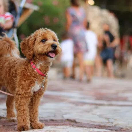 Last-Minute-Urlaub mit Auto und Hund